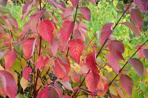 Red Twig Dogwood Seeds