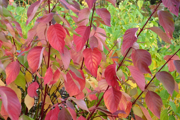 Red Twig Dogwood Seeds
