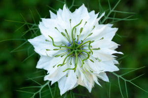 Red Pod Nigella Seeds