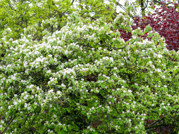 Common Culinary Quince Seeds