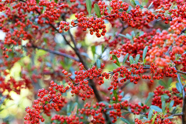 Scarlet Firethorn Bush Seeds
