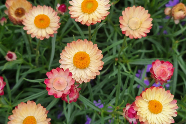 Organic Apricot & Peach Strawflower Seeds