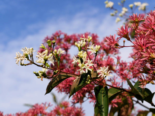 Heptacodium Seeds