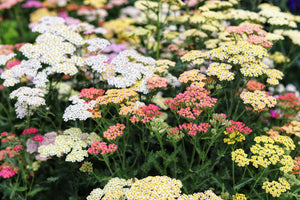 Mixed Summer Yarrow Seeds