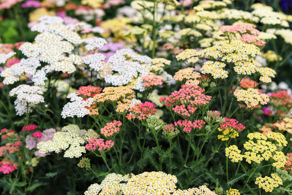 Mixed Summer Yarrow Seeds