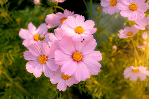 Dwarf Pink Cosmos Seeds