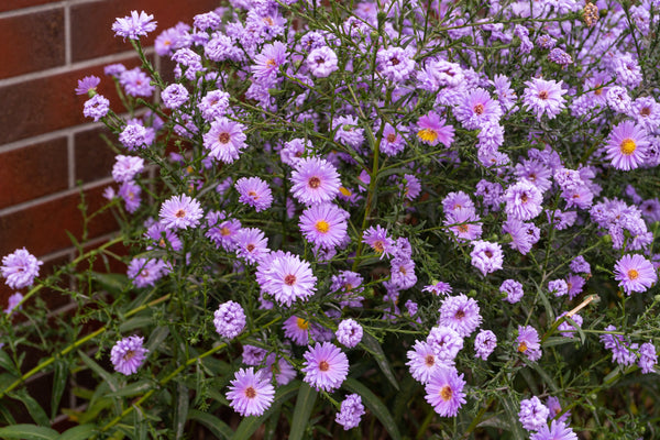 Purple New England Aster Seeds