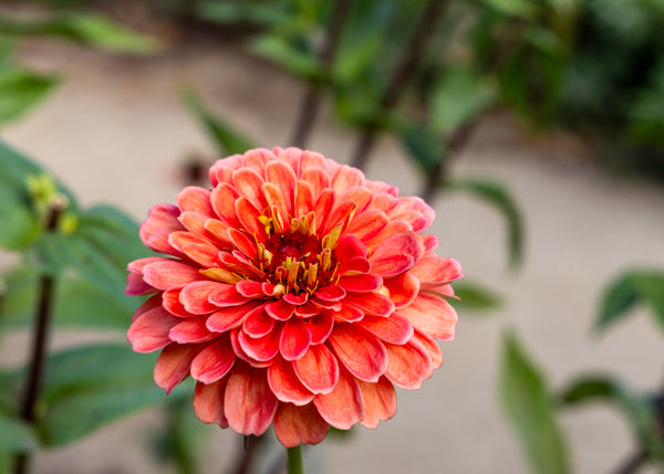 Salmon Queen Zinnia Seeds
