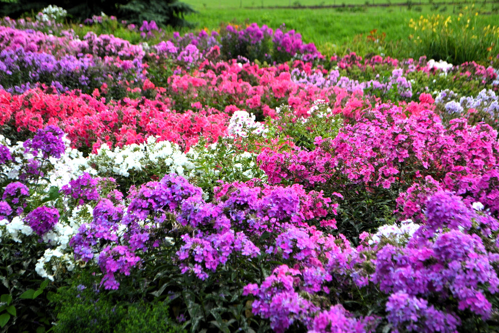 New Hybrids Mix Tall Garden Phlox Seeds