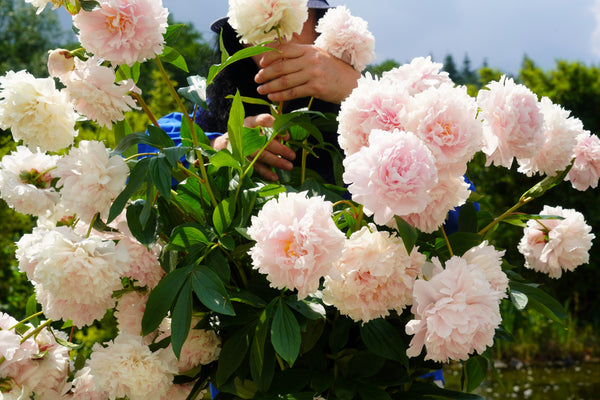 Garden Peony Seeds