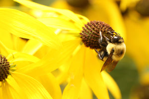 Yellow Coneflower Seeds