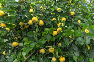 Common Culinary Quince Seeds