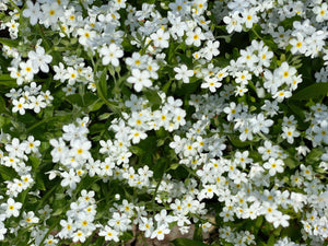 Forget Me Not Seeds - Mix