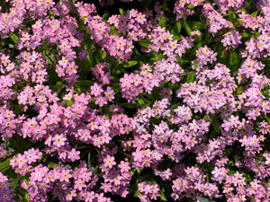 Forget Me Not Seeds - Mix