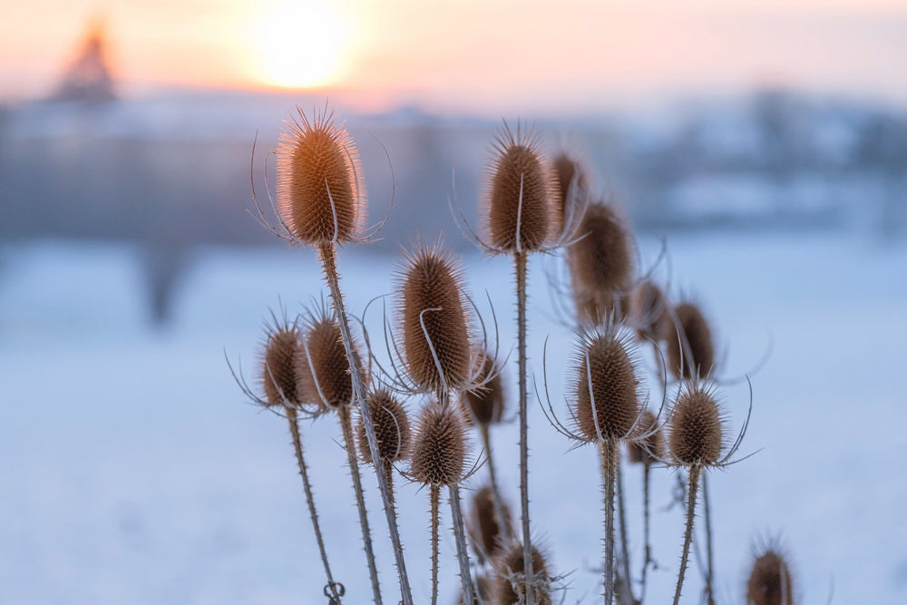 Fuller's Teasel Seeds