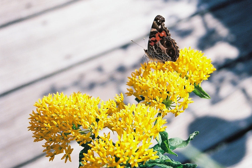 Yellow Milkweed Seeds