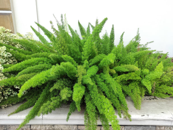 Emerald Asparagus Fern Seeds