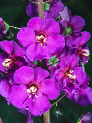 Verbascum Mix Seeds