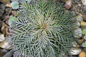 Standing Cypress Seeds