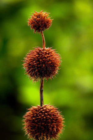 Klip Dagga/Lion's Ear Seeds