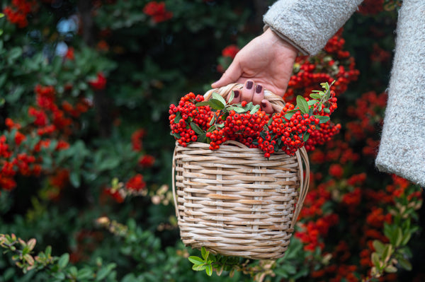 Scarlet Firethorn Bush Seeds