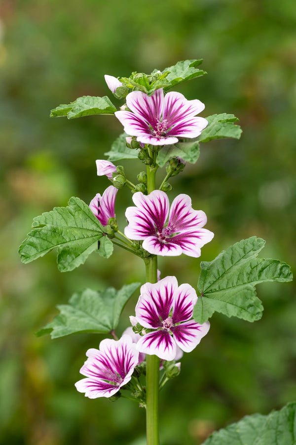 Zebra Mallow Seeds