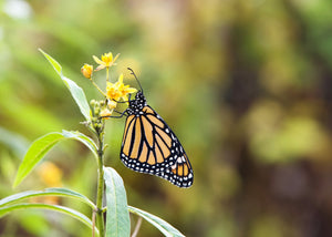 Yellow Milkweed Seeds