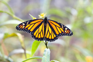 Yellow Milkweed Seeds
