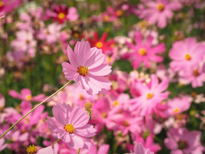 Dwarf Pink Cosmos Seeds