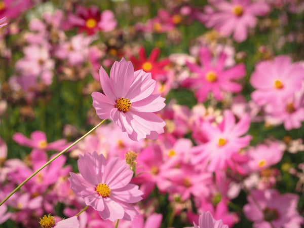 Dwarf Pink Cosmos Seeds