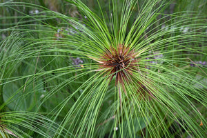 Papyrus Seeds