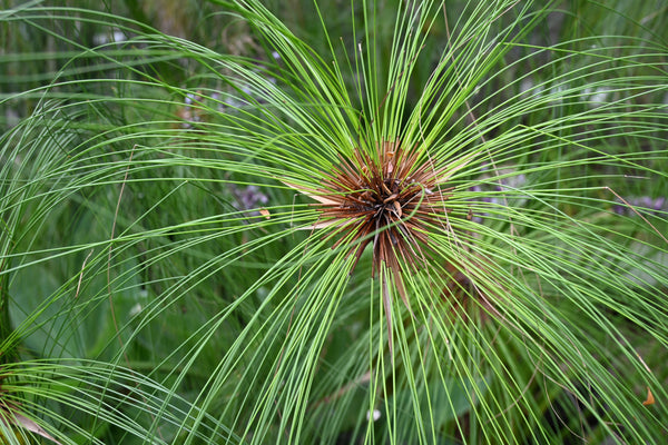 Papyrus Seeds