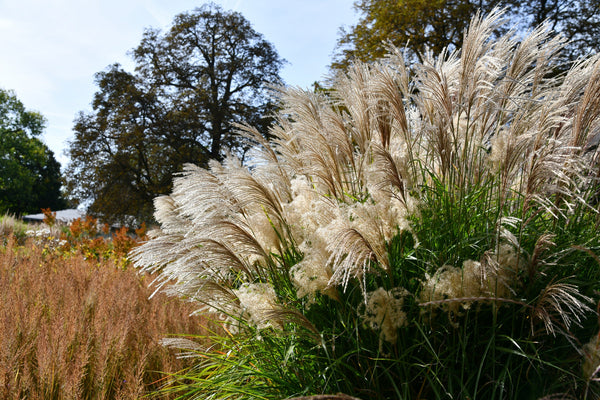 Red Maiden Grass Seeds
