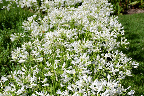 White Lily of the Nile Seeds