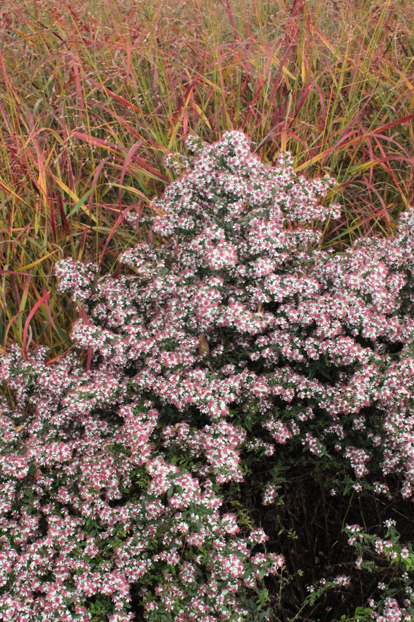 Lady In Black Calico Aster Seeds