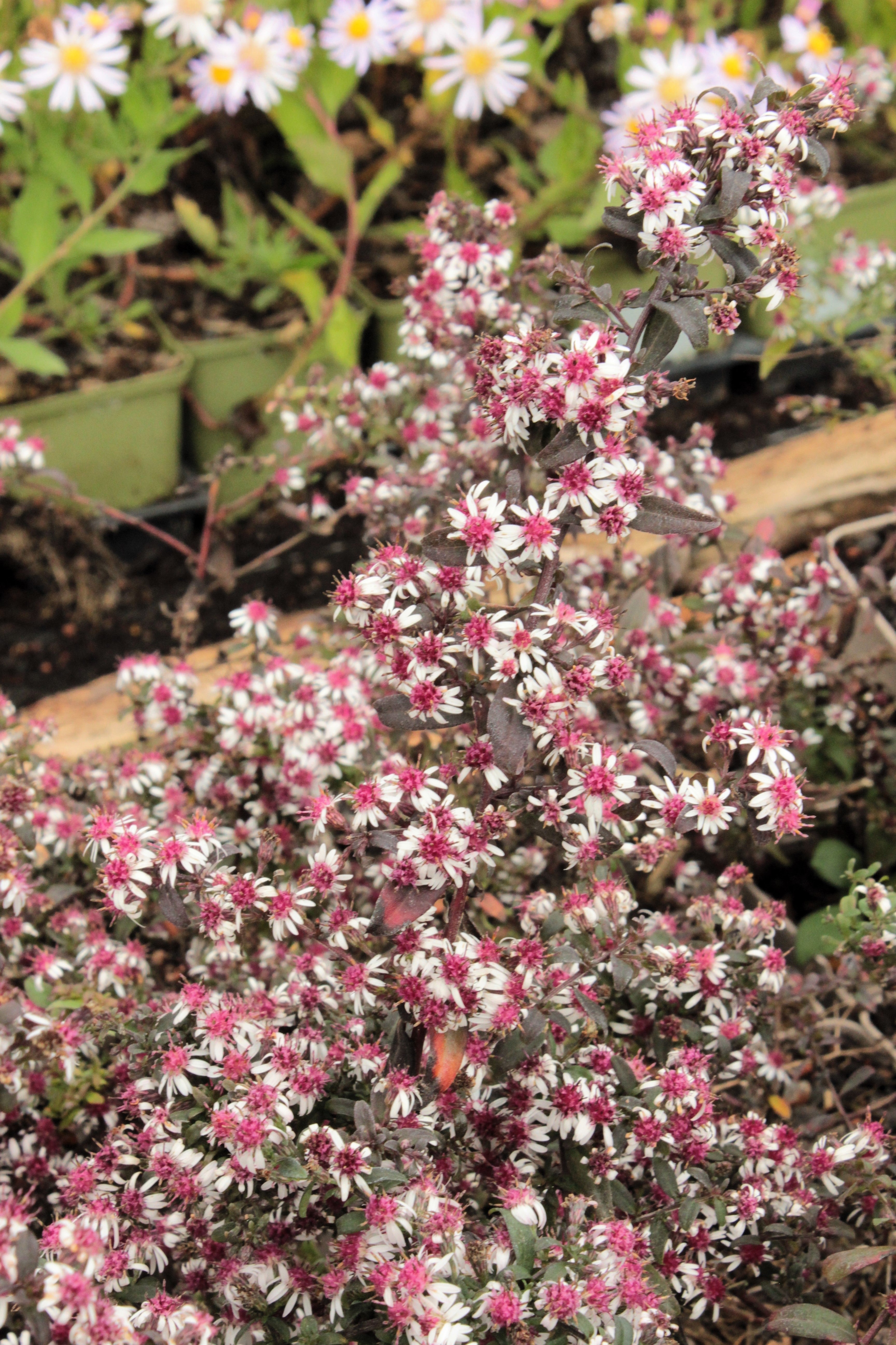 Lady In Black Calico Aster Seeds