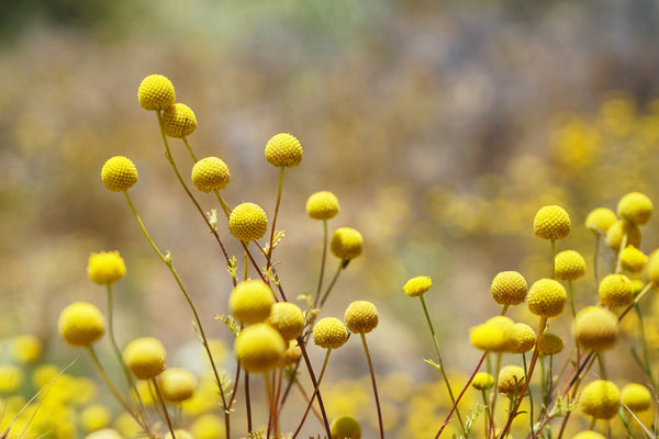 Billy Buttons Seeds