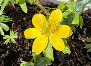 Winter Aconite Seeds