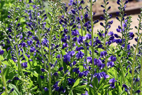 Blue Wild Indigo Seeds