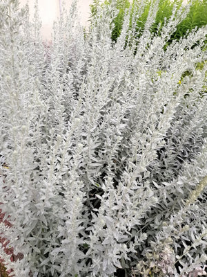 Prairie Sage Seeds