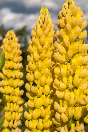Golden Lupine Seeds