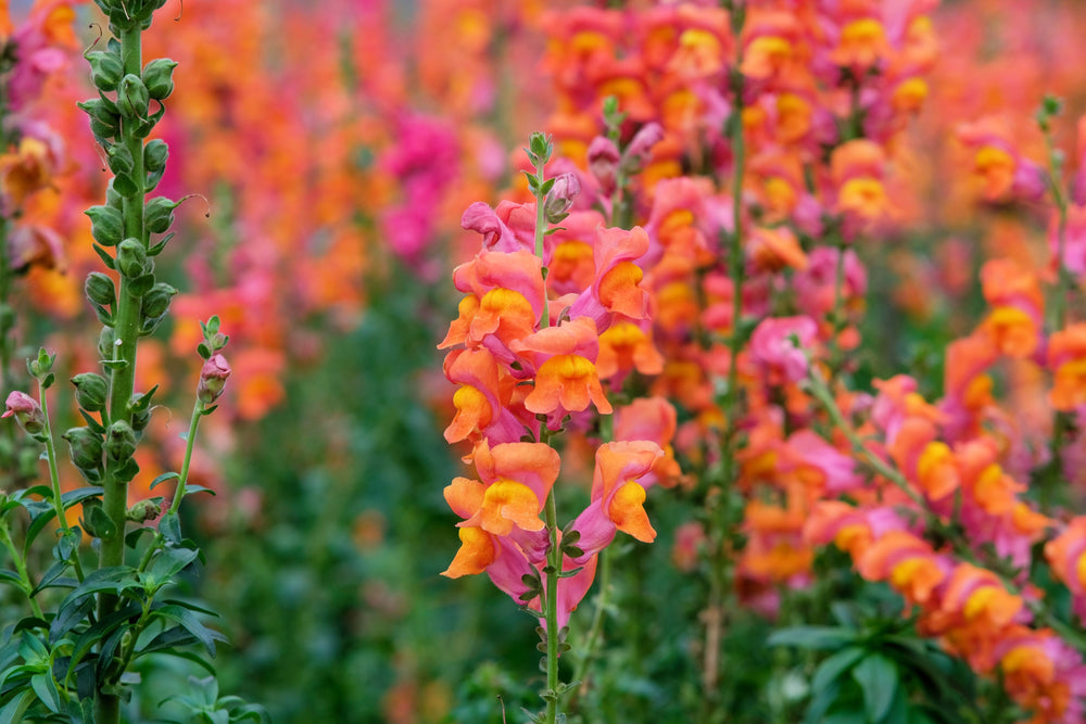 ’Orange Wonder’ Snapdragon Seeds