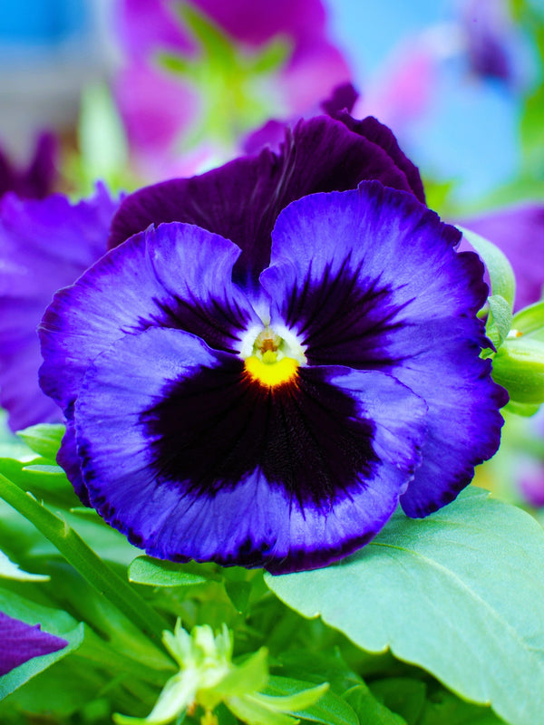 Deep Blue Pansy - Swiss Giant Ullswater Seeds