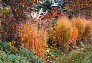 Switch Grass Seeds