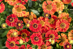 Helenium 'Autumn Leaves' Seeds