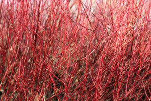 Red Twig Dogwood Seeds