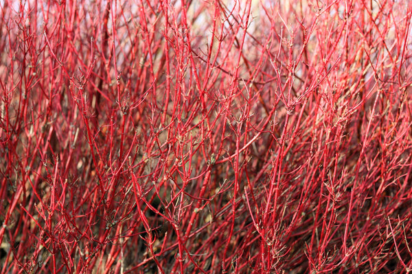 Red Twig Dogwood Seeds