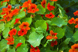 Red Empress Nasturtium Seeds