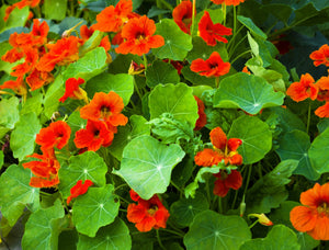 Dwarf Jewel Mix Nasturtium Seeds