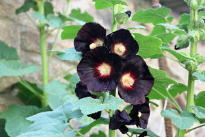 Black Hollyhock Seeds